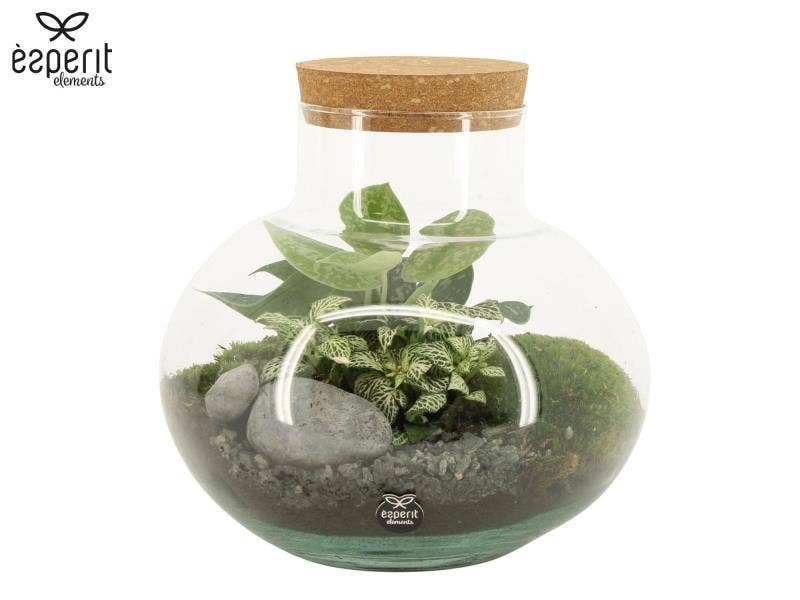 Terrarium arrangement (90706)