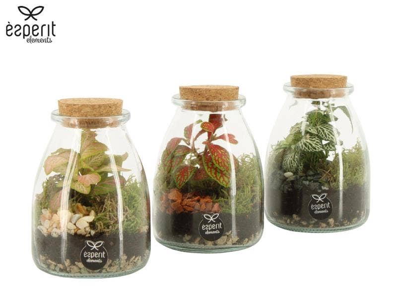 Terrarium arrangement (90716)