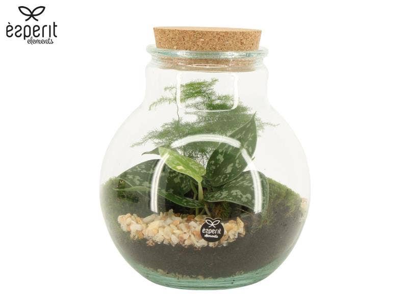 Terrarium arrangement (90798)
