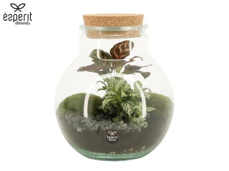 Terrarium arrangement (90799)