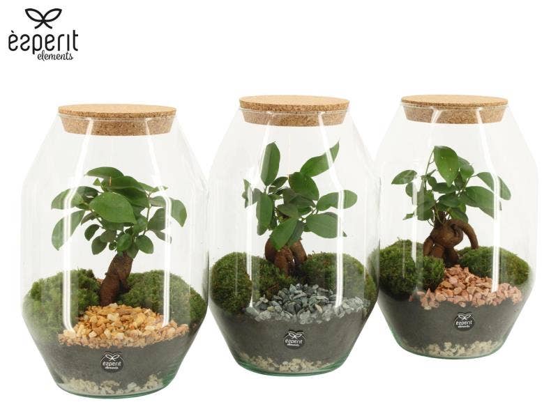 Terrarium arrangement (90805)