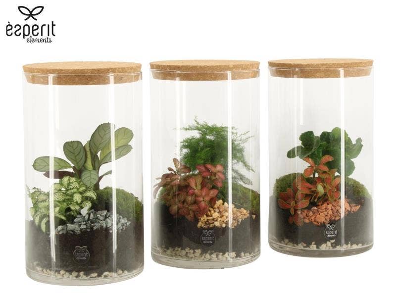Terrarium arrangement (90838)