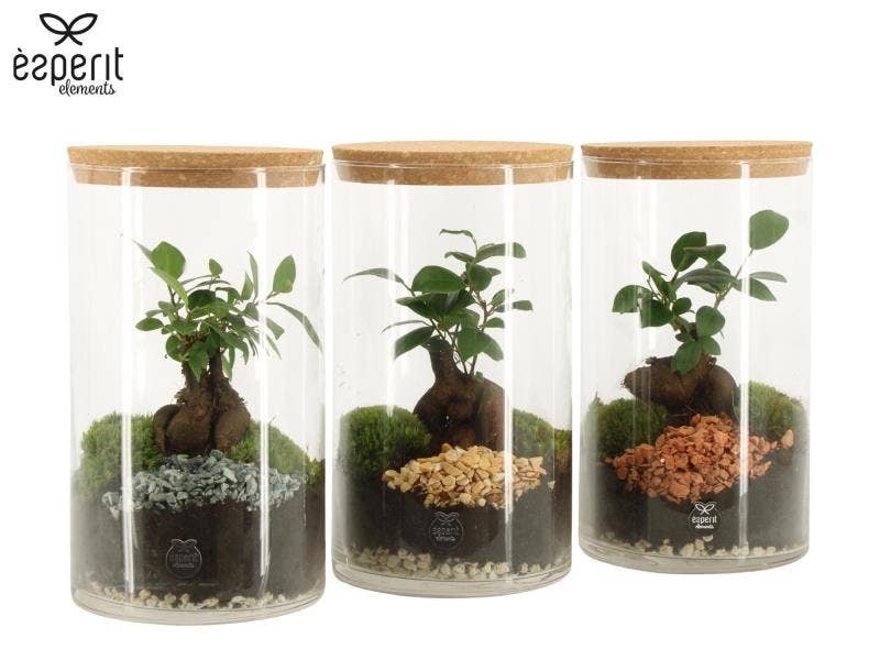 Terrarium arrangement (90839)