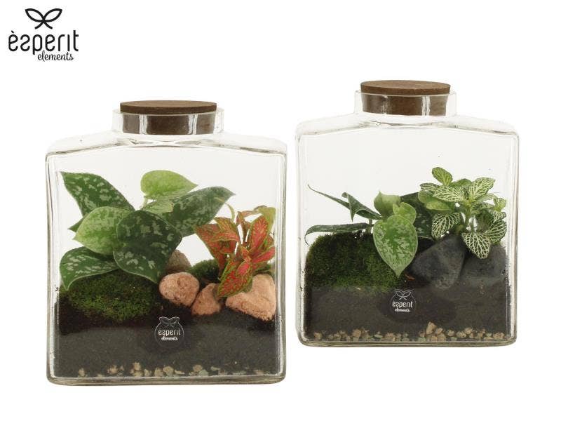 Terrarium arrangement (90889)