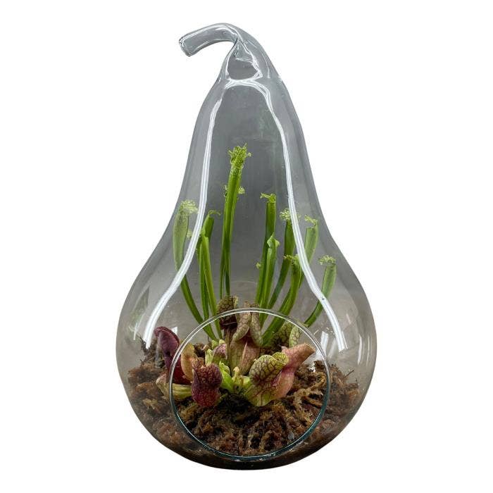 Terrarium in peer glas