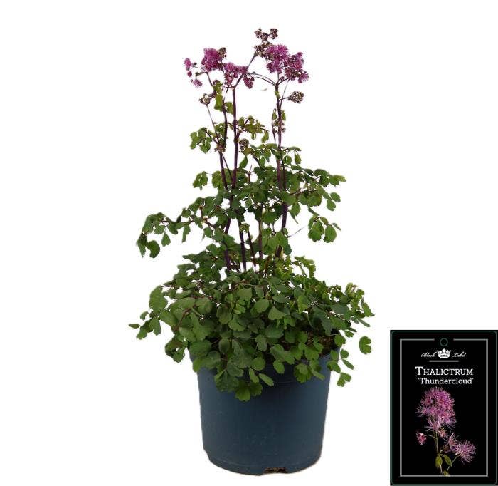 Thalictrum 'Thundercloud'