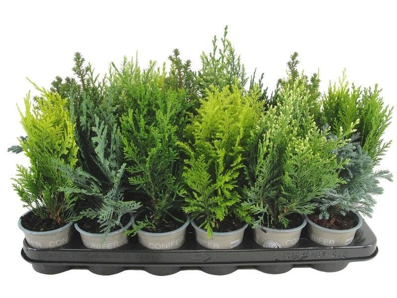 Thuja & Juniperus