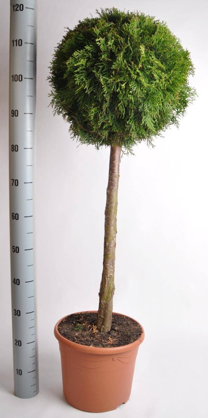 Thuja oc. Smaragd (Decopot)