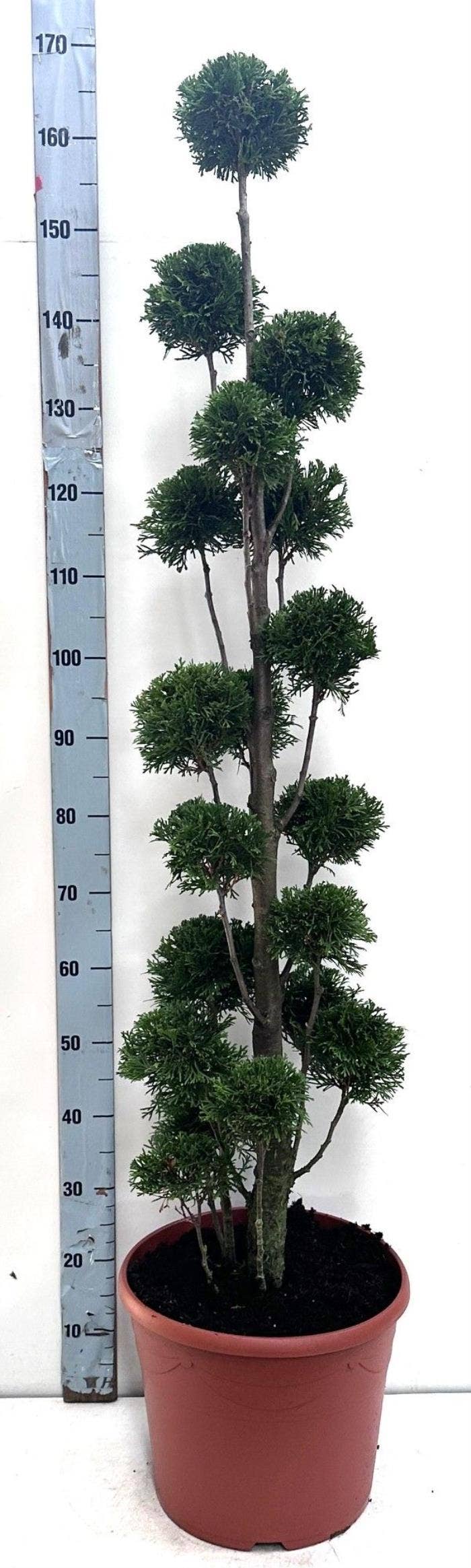 Thuja oc. Smaragd (Decopot)