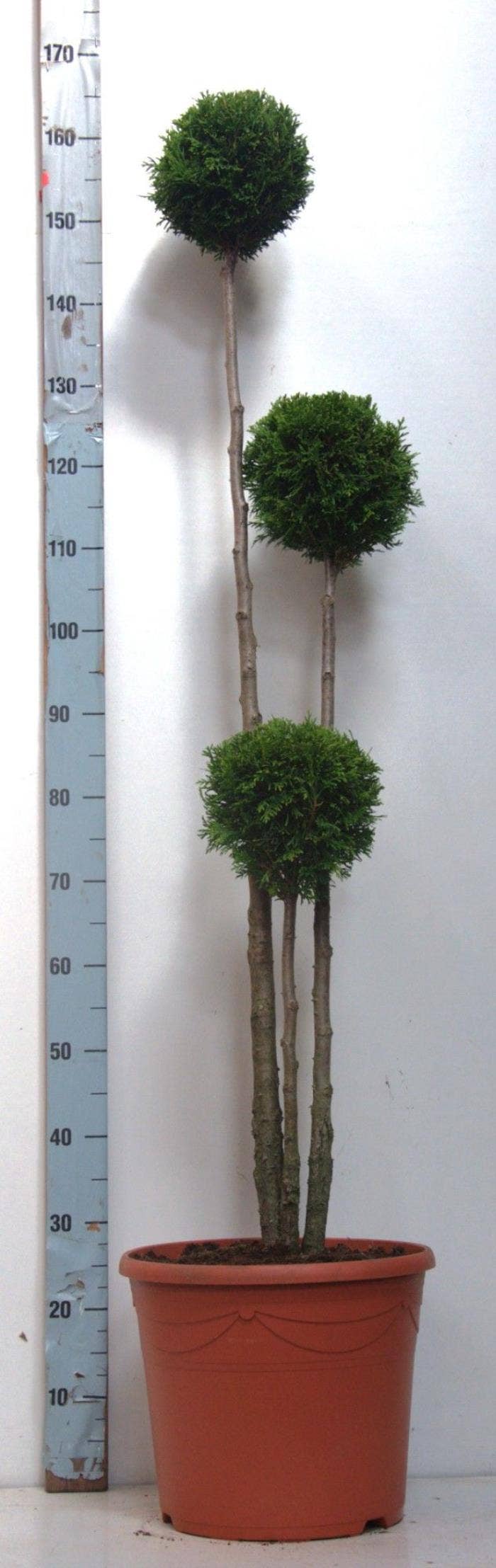 Thuja oc. Smaragd (Decopot)