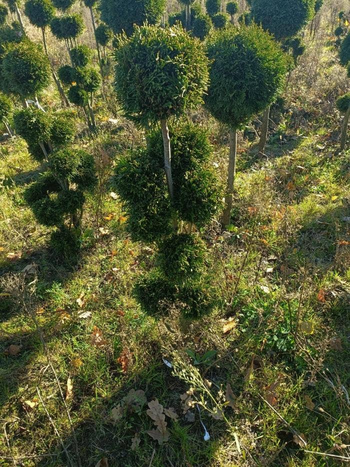Thuja oc. Smaragd (Decopot)