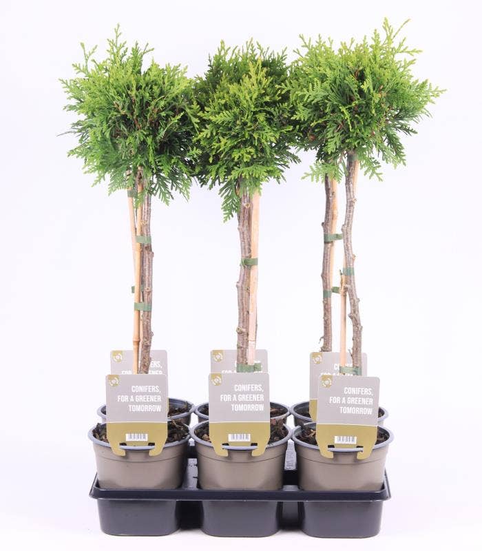 Thuja occ. Brabant