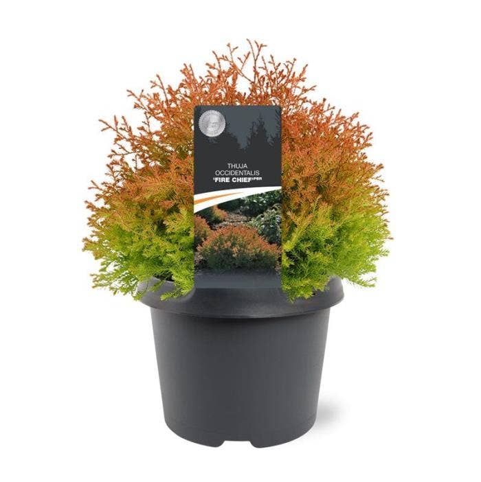 Thuja occ. 'Fire Chief'