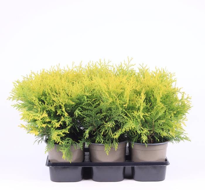 Thuja occ. 'Golden Globe'