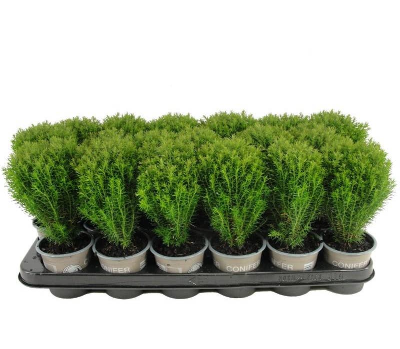 Thuja occ. 'Teddy'