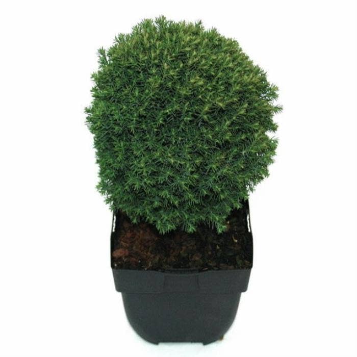 Thuja occ. 'Teddy' 
