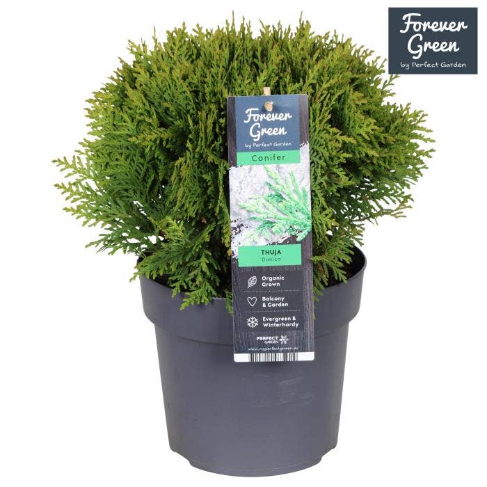 Thuja occidentalis 'Danica'
