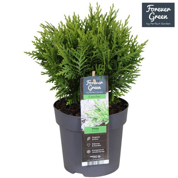 Thuja occidentalis 'Danica'