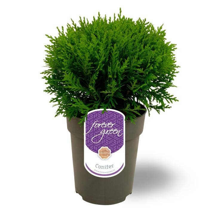 Thuja occidentalis 'Danica' 