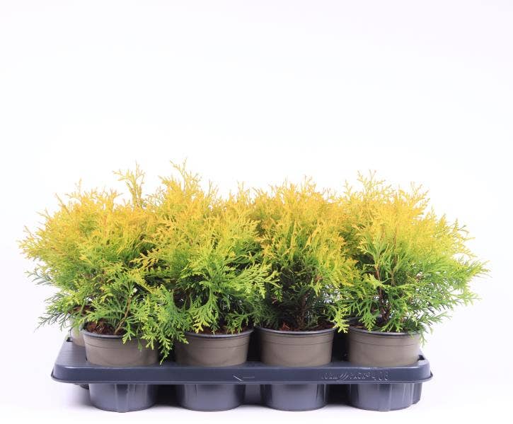 Thuja occidentalis 'Golden Globe'