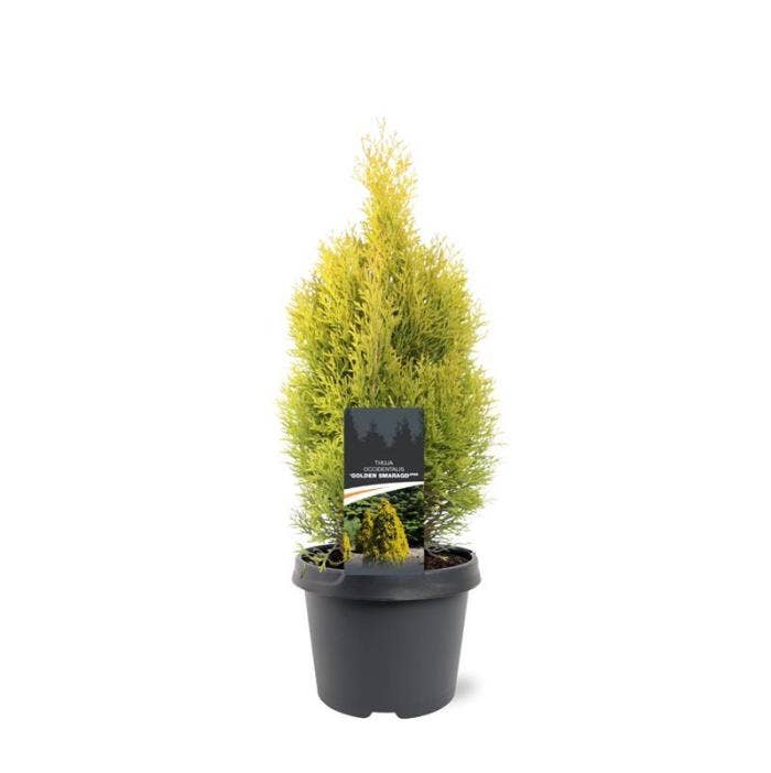 Thuja occidentalis 'Golden Smaragd'