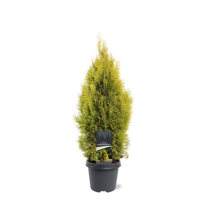 Thuja occidentalis 'Golden Smaragd'