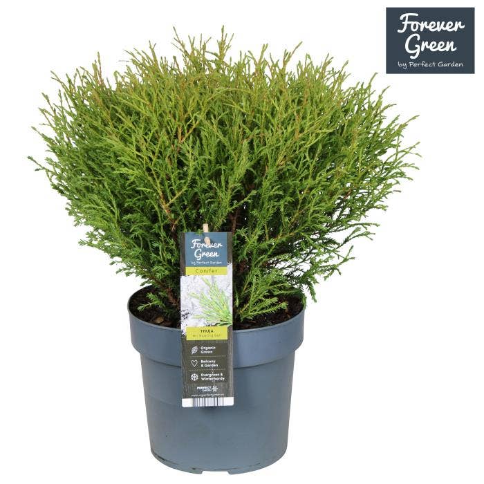 Thuja occidentalis 'Mr. Bowling Ball'