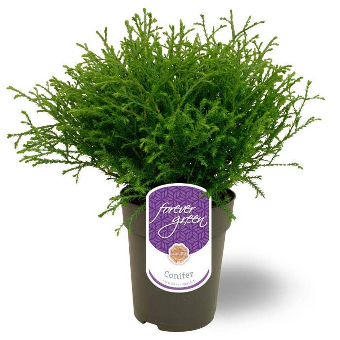 Thuja occidentalis 'Mr. Bowling Ball'