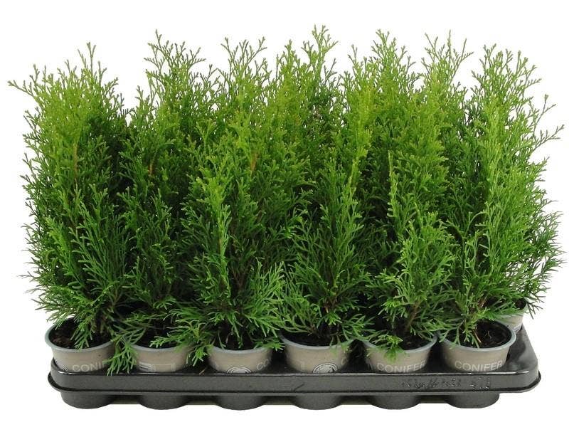 Thuja occidentalis 'Smaragd'