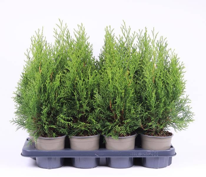 Thuja occidentalis 'Smaragd'