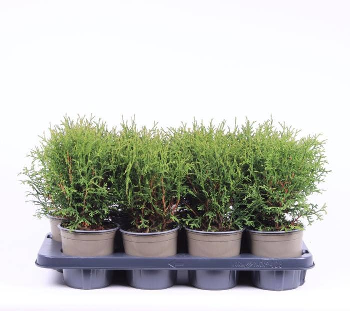 Thuja occidentalis 'Tiny Tim'