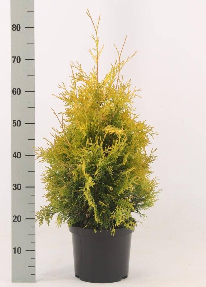 Thuja occidentalis 'Yellow Ribbon'
