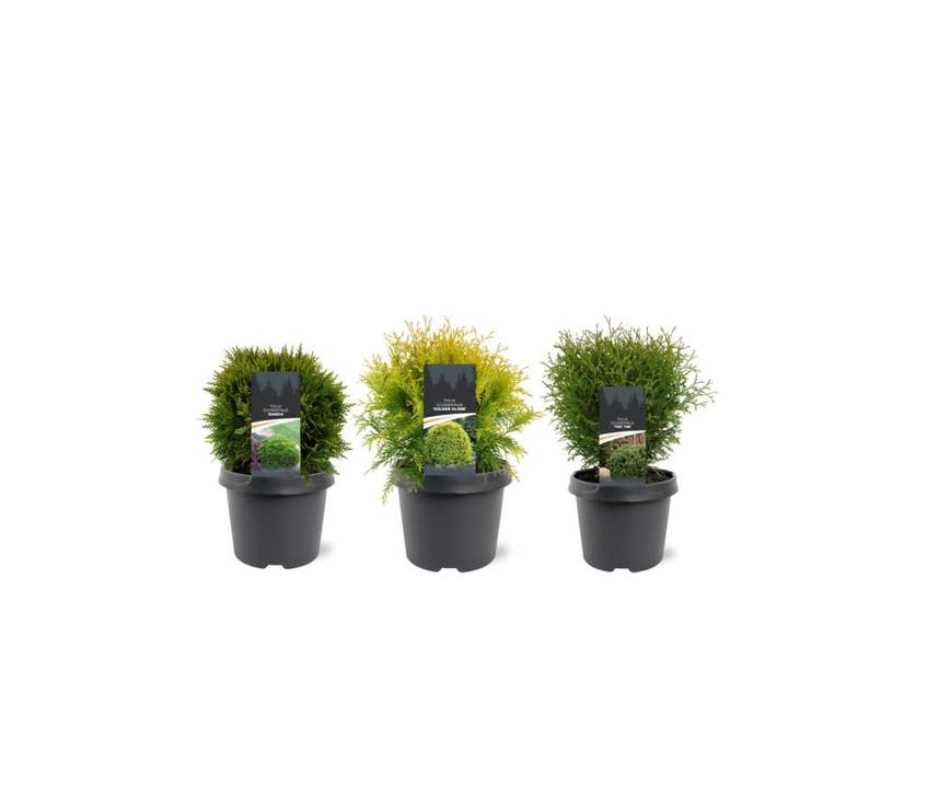 Thuja occidentalis