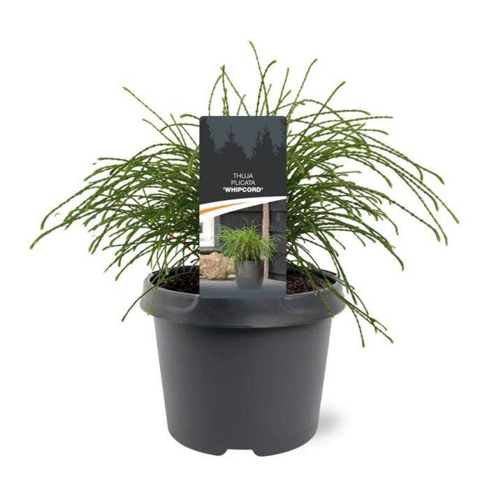 Thuja pli. 'Whipcord'
