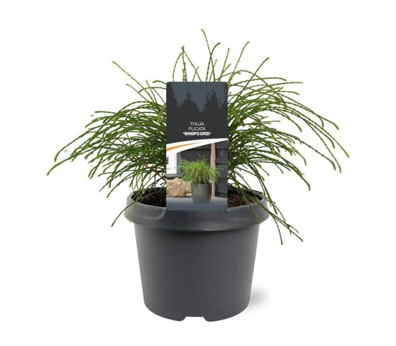 Thuja pli. 'Whipcord'