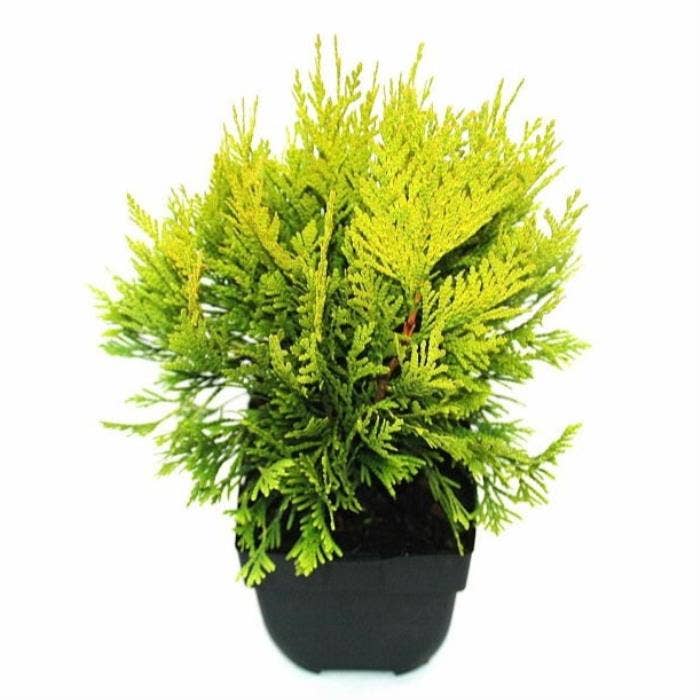 Thuja plic. 4Ever Goldy