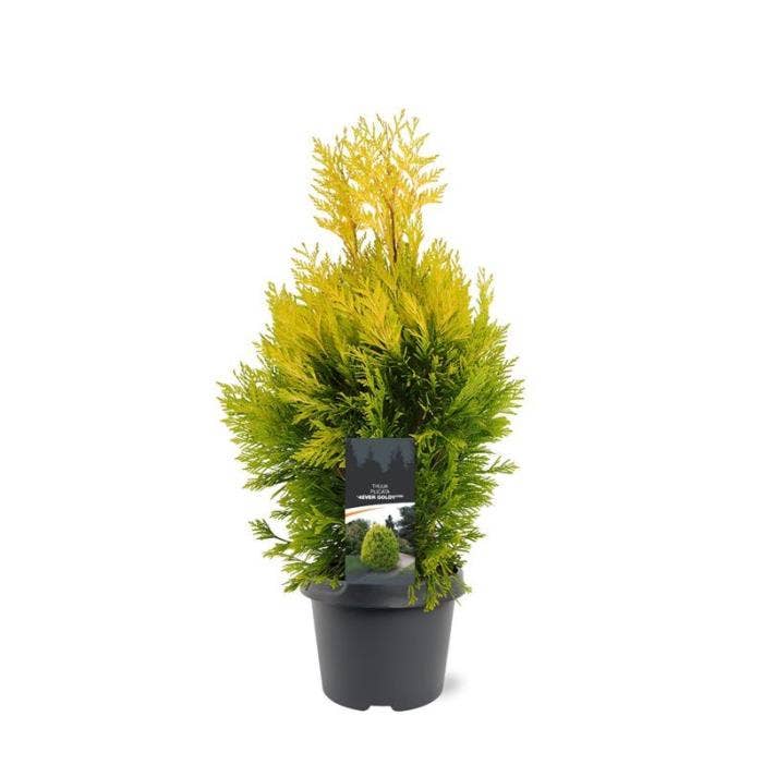Thuja plicata '4ever Goldy' 