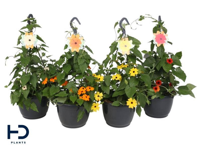 Thunbergia 23cm hanger mix (min. 3 kleuren)