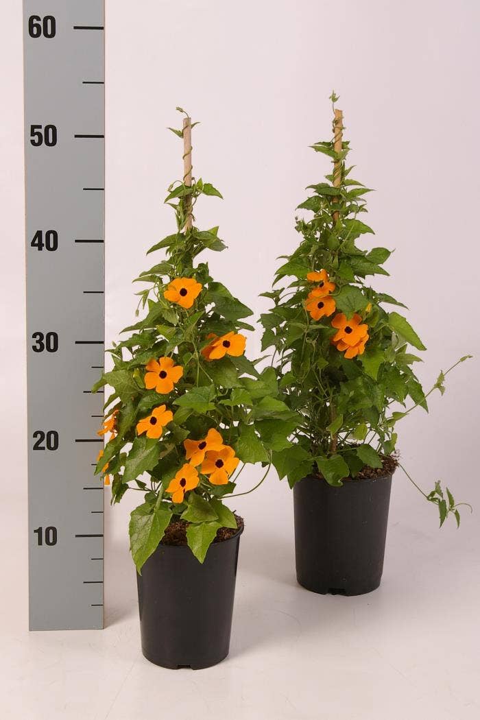 Thunbergia P12
