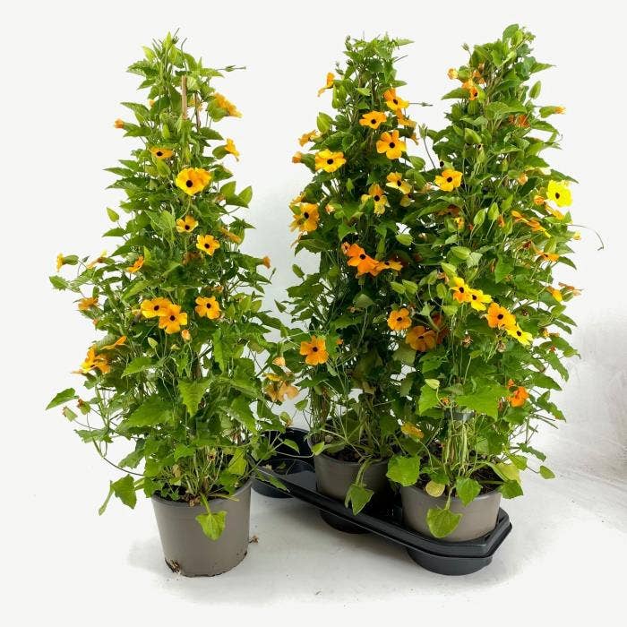 Thunbergia P19 Pyramide