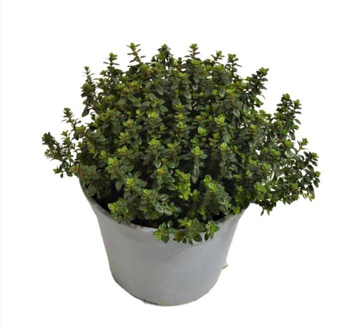 Thyme Lemon Green