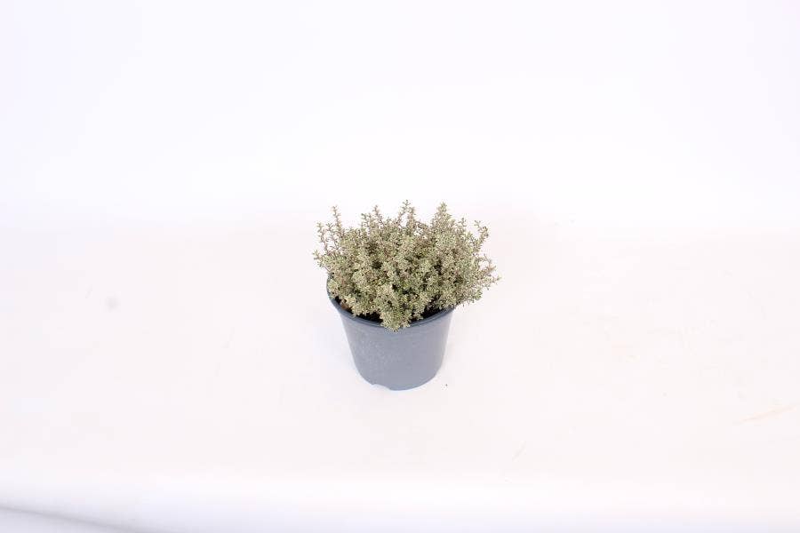 Thyme Silver Queen