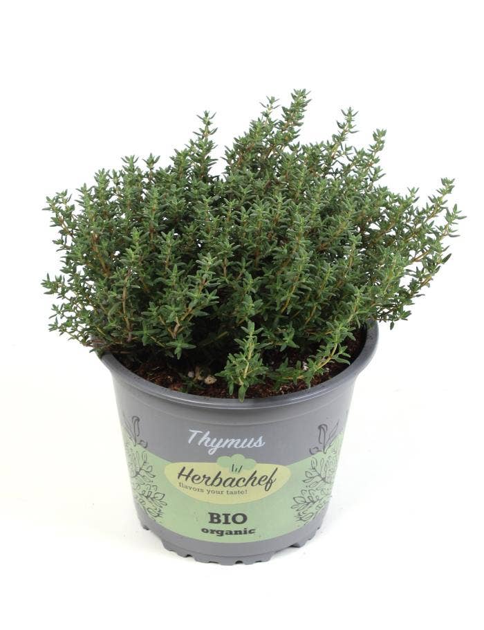 Thymus citriodorus 'Green Upright'