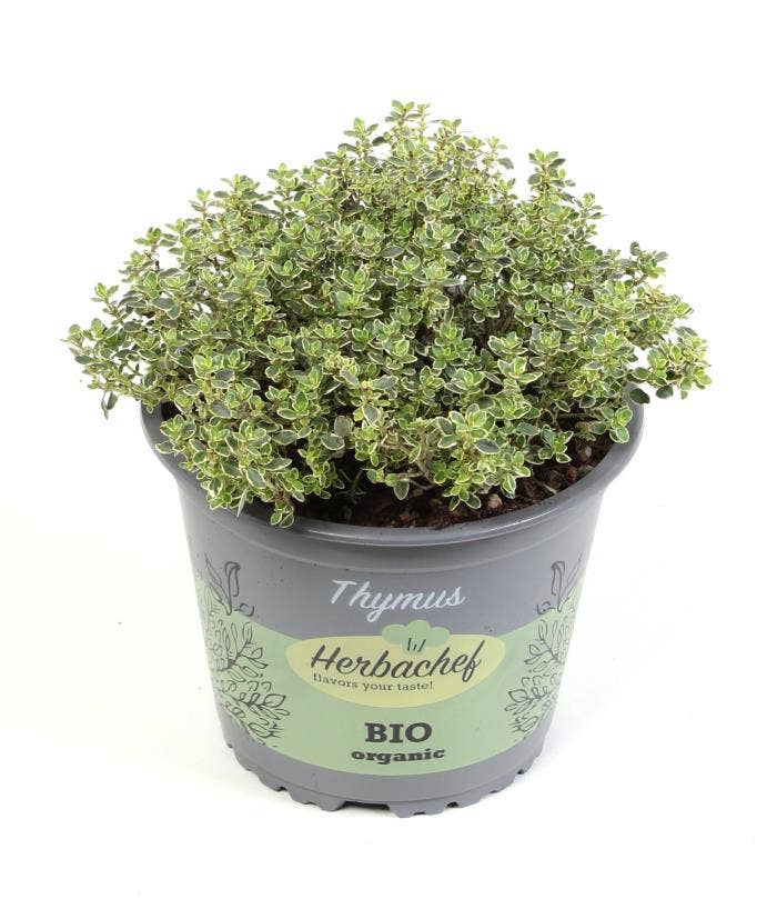 Thymus citriodorus 'Silver Queen'