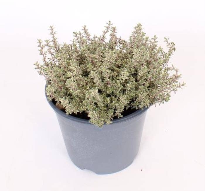 Thymus Silver Queen