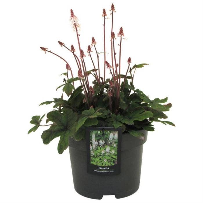 Tiarella Spring Symphony