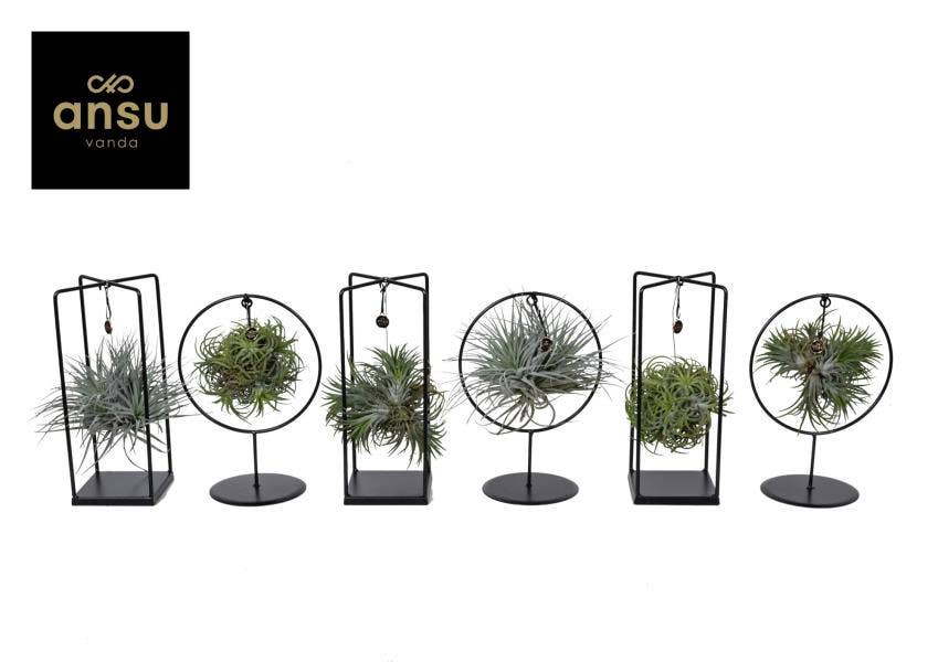 Tillandsia Cube/Ring (Medium)