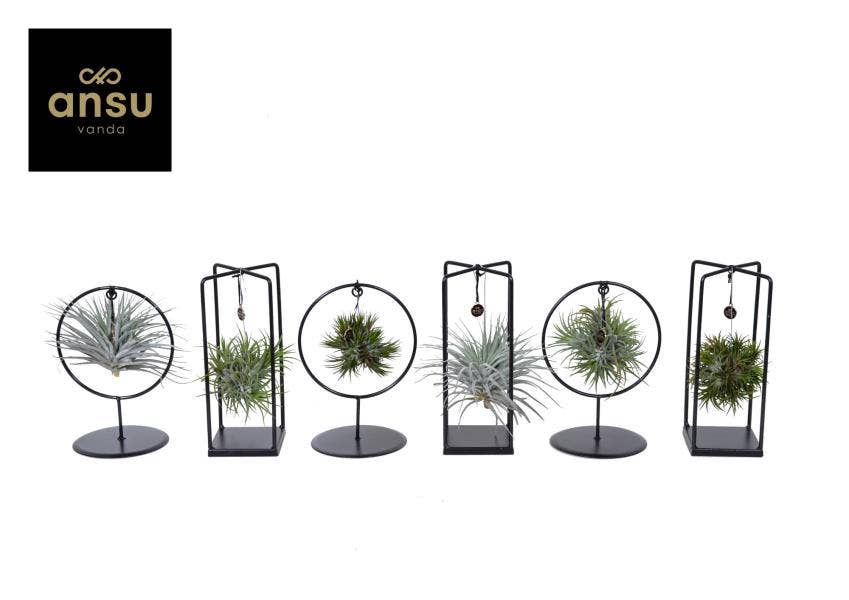 Tillandsia Cube/Ring (Small)