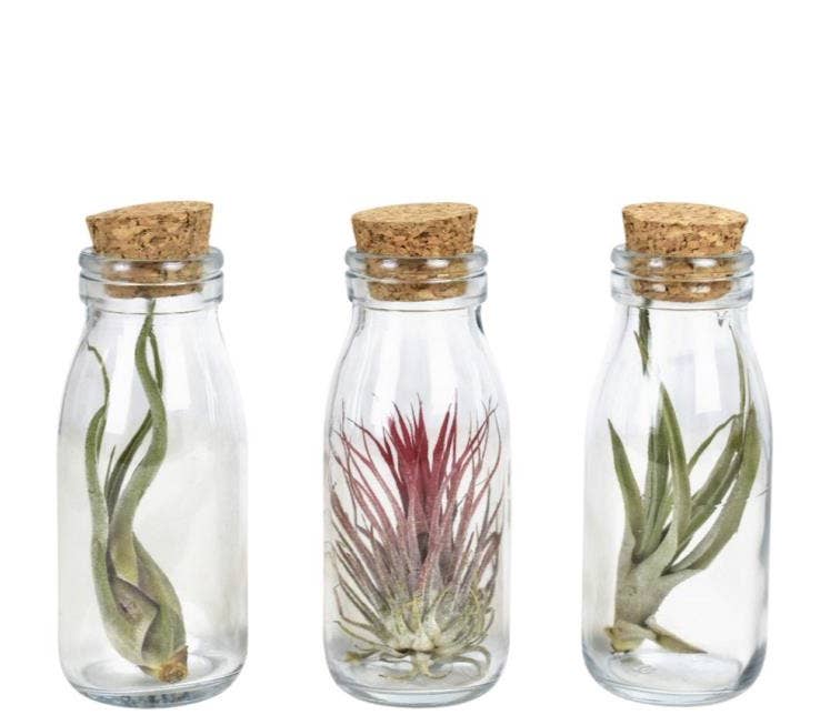 Tillandsia Glass Cork Bottle small