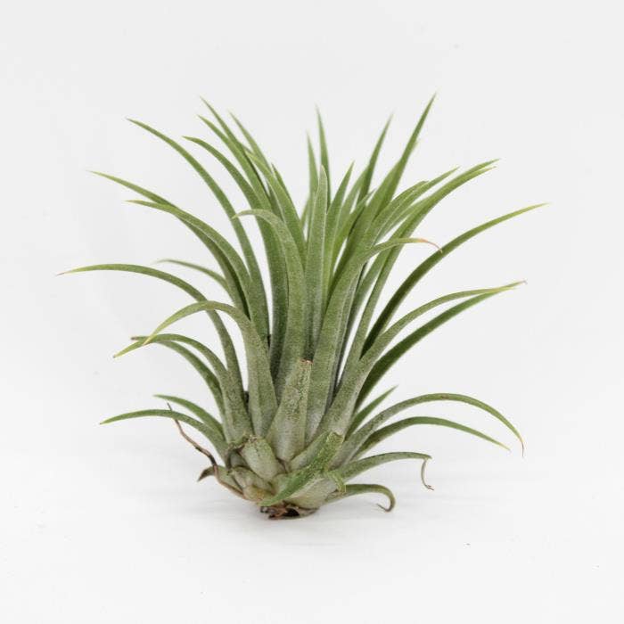 Tillandsia ionantha Green
